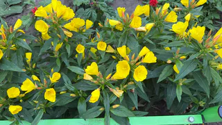 Этот восхитительных многолетник не просит ни капли воды, а цветет как бешеный: подкормки не понадобятся вообще