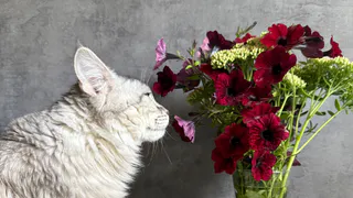 Как не стоит называть свою кошку: имена, которые нужно избегать