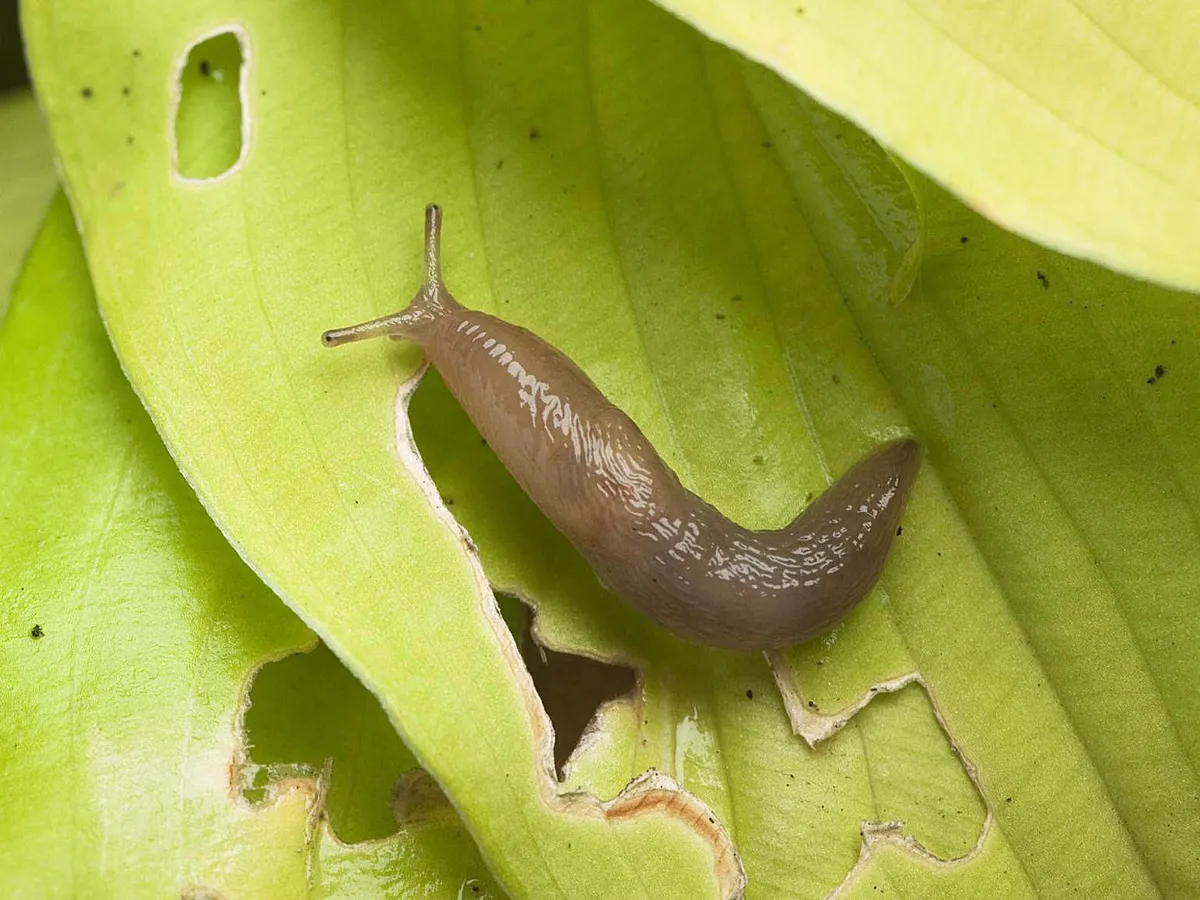 Залила почву — и у слизней даже шанса не осталось: теперь «проглоты» и весной не появятся — никакого вреда для урожая