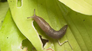 Залила почву — и у слизней даже шанса не осталось: теперь «проглоты» и весной не появятся — никакого вреда для урожая
