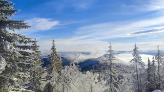 Защита от инфекций, контроль веса, крепкий сон