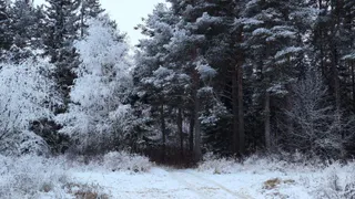 С начала года в Коми охотники добыли 24 волка