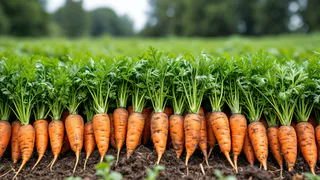 Морковь и свеклу сажаем в июне исключительно в эти дни — обязательно: урожай собираем мешками — лунный календарь и приметы