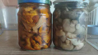 Ученые назвали самый полезный гриб на лето: не лисички, не вешенки и в два раза полезнее белых