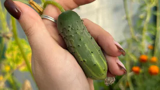 Хотите собрать огурцы, которые удивят всех соседей? Вот сорта, которые дадут рекордный урожай