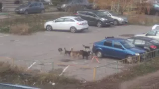"Во дворе стайка завелась": рязанцы жалуются на бродячих собак