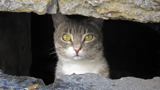 В подвалы домов разрешили запускать хвостатых