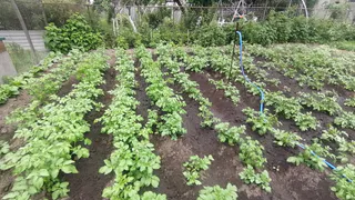 Глаза на лоб полезут от размера картошки: 1 хитрость нужно провернуть с ботвой в августе