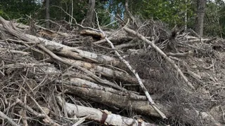 В Александрове предпринимателя оштрафовали на 1 000 000 рублей за незаконную рубку леса