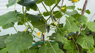 Если заметили желтые листья у огурцов: в августе используйте эту подкормку — за ночь плети опять позеленеют и начнут плодоносить как бешеные