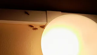 В реанимации Рязанской ОКБ засняли скопления тараканов