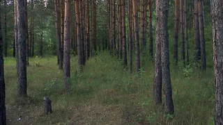 Рязанцы собрали 25 тонн шишек