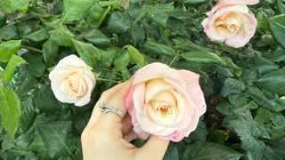 30 гр под куст – и розы цветут с июня по октябрь: выпускают бутоны пачками – аромат на 3 км в округе