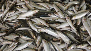 Только такая рыба кишит паразитами: мы ее подаем на стол и даем детям. В ней нашли 10-метровых паразитов