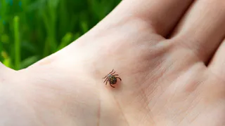 За неделю в Рязанской области 8 взрослых и 8 детей пострадали от укусов клещей