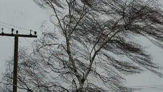 МЧС Рязанской области объявило метеопредупреждение о сильном ветре