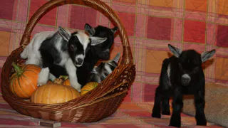 Рязанские карликовые козы отправились в новокузнецкий зоопарк