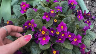 Посадила и не нарадуюсь: лучшие многолетники для сада и дачи, которые цветут все лето - завидуют все соседи