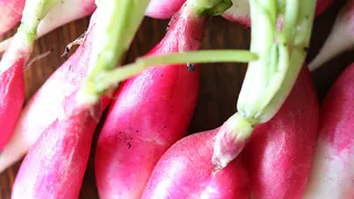 Эффективные методы защиты редиса от вредителей с помощью древесной золы