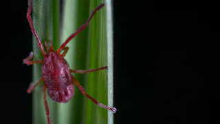 В Коми клещи стали значительно чаще кусать детей