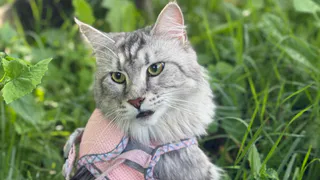 Узнала о секретном средстве против запаха кошачьей мочи - как жаль, что уже выбросила диван