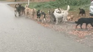 Жители Рязанской области жалуются на бродячих собак