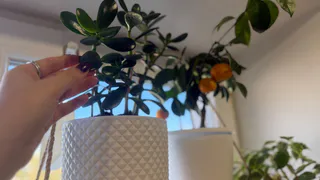 Зацветёт даже 15 лет спячки: поливаю в ноябре под денежное дерево раствор - «разбуженные» бутоны лезут один за другим