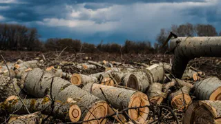 Незаконная вырубка леса повлекла за собой тюремное заключение.