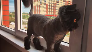 Мартовский кот: Багира, Гуччи, Тайсон и другие звери читателей Pro Города