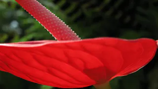 Цветок «мужское счастье»: почему антуриум не цветёт — ошибка в горшке, которую допускают все