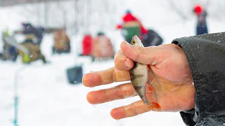 Лови и беги! В Рязани состоится чемпионат по рыбатлону 2022