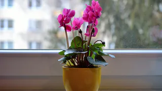 Всего одну щепотку в горшок — и бутоны герани лезут даже на молодых черенках, а листва не пожелтеет