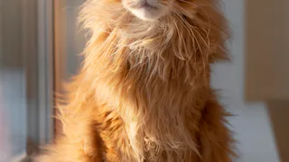 Мейн-кун: то, о чём владельцы предпочитают умалчивать