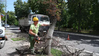 На снос аварийных деревьев в Рязани выделили еще 2 млн. рублей