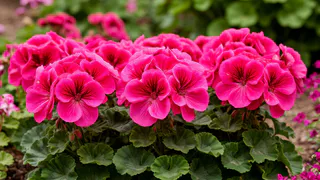 3 гр. в воду — и герань не унять: цветет пышными шапками круглый год — цветоносов хватит на 30 букетов 