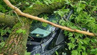 Владимирские спасатели вызволили автомобиль из-под рухнувшего дерева после ливня