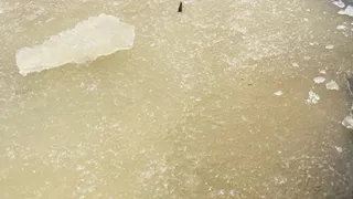 Под Муромом нашли тело пропавшего рыбака