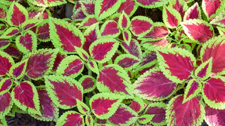 Посадите 1 цветок - и навсегда забудете о мошкаре и моли в доме: лайфхак на миллион