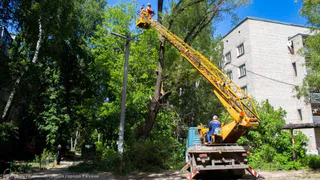 В Рязани продолжается валка аварийных деревьев