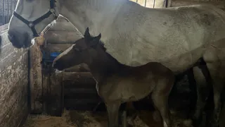 В Сыктывкарском конном центре “Аврора” родился первый весенний жеребенок