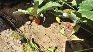 Отличные сорта клубники - накормят и вас, и соседей. Красные и сладкие ягодки - точно посажу