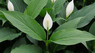 100 гр. в воду — и спатифиллум от счастья выпускает цветоносы без остановки 24/7 — сильная подкормка