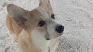 Казань — в топ‑5 городов России по работе с бездомными животными