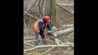 В Нижнекамске приступили к омолаживающей обрезке тополей
