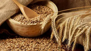 Брянское зерно экспортируется в семь государств