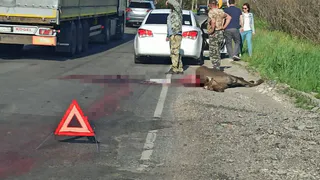 В Клепиковском районе водитель легковушки 10 июня насмерть сбил лося