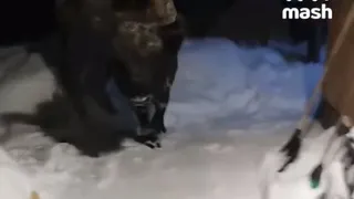 В Муромском районе к местной жительнице пришел в гости зубр