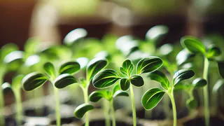 2 капли под корешок – и вытянутая рассада обретет силу: перцы и томаты растут как чемпионы