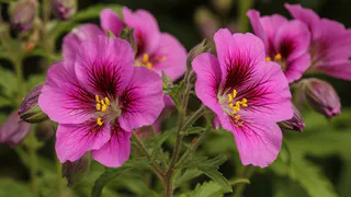 Цветок-праздник на весь сезон: соцветия выглядят как тропические бабочки и радуют до самых морозов