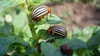 Сельское хозяйство Брянщины показало самый худший результат за 5 лет